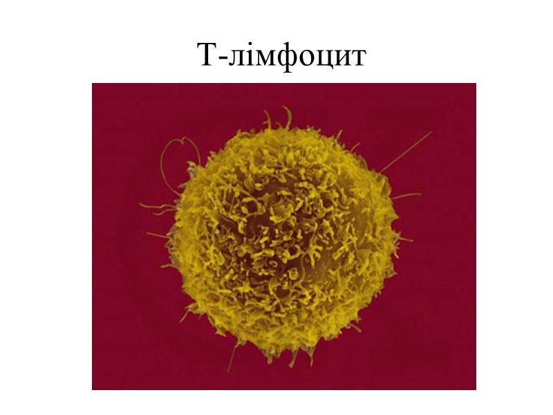 Т-лімфоцит